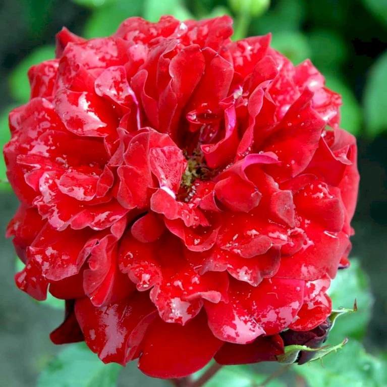 'Isabel™ Renaissance'® Rosa X 'Isabel™ Renaissance'® (Renaissancerose) A-Kvalitet,- Barrods Roser Min. 3 Grene 5 'Isabel™ Renaissance'® Rosa X 'Isabel™ Renaissance'® (Renaissancerose) A-Kvalitet,- Barrods Roser Min. 3 Grene - Image 3