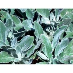 Storbladet Lammeøre 'Big Ears' Stachys Byzantina 'Big Ears' 1 Liter Potte