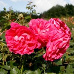 'Maria™ Renaissance'® Rosa X 'Maria™ Renaissance'® (Renaissancerose) A-Kvalitet,- Barrods Roser Min. 3 Grene