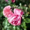 'Rosarium Uetersen'® Rosa X 'Rosarium Uetersen'® (Slyngrose) A-Kvalitet,- Barrods Roser Min. 3 Grene 1 'Rosarium Uetersen'® Rosa X 'Rosarium Uetersen'® (Slyngrose) A-Kvalitet,- Barrods Roser Min. 3 Grene -Planter Salgsbutik p431 52874 rosa x rosarium uetersen slyngrose 9bc8