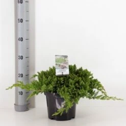 Japansk Enebær 'Nana' Juniperus Procumbens 'Nana' Potte 3,0 Liter,- 25-30 Cm.