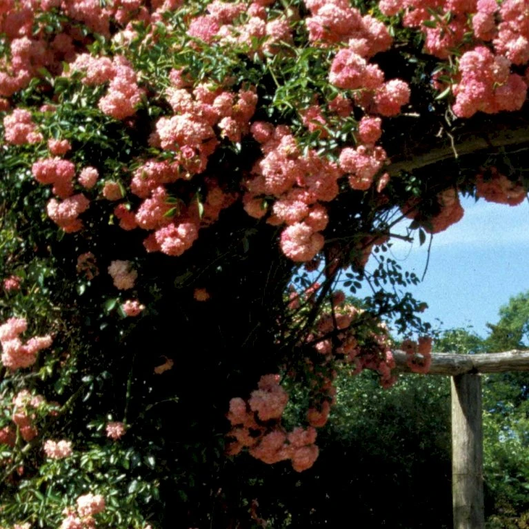 'Dorothy Perkins' Rosa Wichuraiana 'Dorothy Perkins' (Slyngrose) A-Kvalitet,- Barrods Roser Min. 3 Grene 3 'Dorothy Perkins' Rosa Wichuraiana 'Dorothy Perkins' (Slyngrose) A-Kvalitet,- Barrods Roser Min. 3 Grene