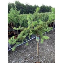 Japansk Lærk 'Diana' Larix Kaempferi 'Diana' Opstammet 90 Cm. 7,5 Liter Potte