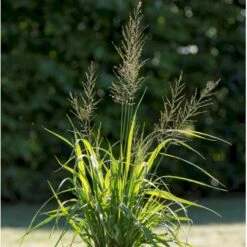 Pibegræs 'Transparent' Molinia Arundinacea 'Transparent' 1 Liter Potte
