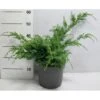 Kinesisk Enebær 'Blue Alps' Juniperus Chinensis 'Blue Alps' Potte 7,5 Liter 40-60 Cm. 2 Kinesisk Enebær 'Blue Alps' Juniperus Chinensis 'Blue Alps' Potte 7,5 Liter 40-60 Cm. -Planter Salgsbutik p5026 41439 juniperus chinensis blue alps fa48