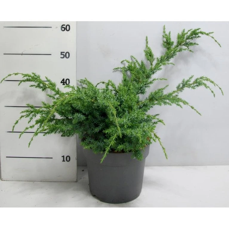 Kinesisk Enebær 'Blue Alps' Juniperus Chinensis 'Blue Alps' Potte 7,5 Liter 40-60 Cm. 3 Kinesisk Enebær 'Blue Alps' Juniperus Chinensis 'Blue Alps' Potte 7,5 Liter 40-60 Cm.