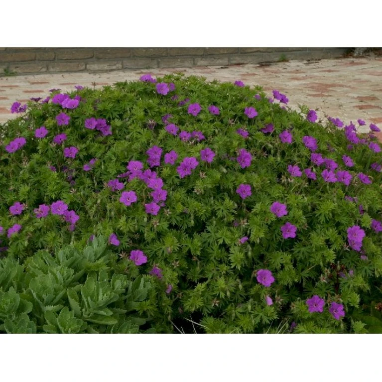 Storkenæb 'Tiny Monster' Geranium Hybrid 'Tiny Monster' 10 Cm. Potte 5 Storkenæb 'Tiny Monster' Geranium Hybrid 'Tiny Monster' 10 Cm. Potte - Image 3