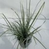 Star 'Everest' Carex Oshimensis 'Everest' 1 Liter Potte -Planter Salgsbutik p5106 34099 carex oshimensis everest e2ec