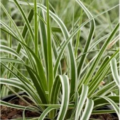 Star 'Everest' Carex Oshimensis 'Everest' 1 Liter Potte 7 Star 'Everest' Carex Oshimensis 'Everest' 1 Liter Potte -Planter Salgsbutik p5106 36134 carex oshimensis everest c6fe
