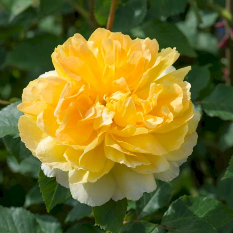 'Molineux' Rosa X 'Molineux' (Engelsk Rose) A-Kvalitet,- Barrods Roser Min. 3 Grene 3 'Molineux' Rosa X 'Molineux' (Engelsk Rose) A-Kvalitet,- Barrods Roser Min. 3 Grene