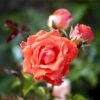 'Prinsesse Marie' Rosa X 'Prinsesse Marie' (Storblomstrende) A-Kvalitet,- Barrods Roser Min. 3 Grene 2 'Prinsesse Marie' Rosa X 'Prinsesse Marie' (Storblomstrende) A-Kvalitet,- Barrods Roser Min. 3 Grene -Planter Salgsbutik p5265 51361 rosa x prinsesse marie storblomstrende e673
