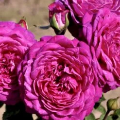 'Heidi Klum® Rose' Rosa X 'Heidi Klum® Rose' (Storblomstrende) A-Kvalitet,- Barrods Roser Min. 3 Grene