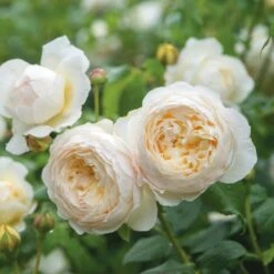 'Claire Austin' Rosa X 'Claire Austin' (Engelsk Rose) A-Kvalitet,- Barrods Roser Min. 3 Grene