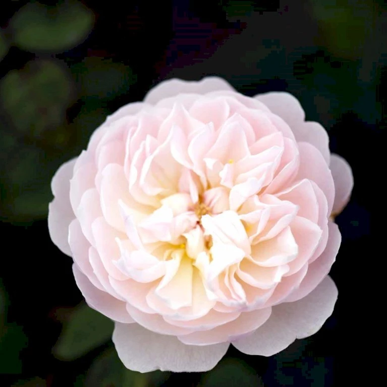 'Gentle Hermione' Rosa X 'Gentle Hermione' (Engelsk Rose) A-Kvalitet,- Barrods Roser Min. 3 Grene 9 'Gentle Hermione' Rosa X 'Gentle Hermione' (Engelsk Rose) A-Kvalitet,- Barrods Roser Min. 3 Grene - Image 7