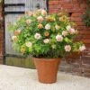 'Grace'™ Rosa X 'Grace'™ (Engelsk Rose) A-Kvalitet,- Barrods Roser Min. 3 Grene 1 'Grace'™ Rosa X 'Grace'™ (Engelsk Rose) A-Kvalitet,- Barrods Roser Min. 3 Grene -Planter Salgsbutik p5362 53013 rosa x grace engelsk rose 5387