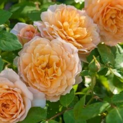 'Grace'™ Rosa X 'Grace'™ (Engelsk Rose) A-Kvalitet,- Barrods Roser Min. 3 Grene 21 'Grace'™ Rosa X 'Grace'™ (Engelsk Rose) A-Kvalitet,- Barrods Roser Min. 3 Grene -Planter Salgsbutik p5362 53015 rosa x grace engelsk rose 1167