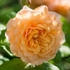 'Grace'™ Rosa X 'Grace'™ (Engelsk Rose) A-Kvalitet,- Barrods Roser Min. 3 Grene 27 'Grace'™ Rosa X 'Grace'™ (Engelsk Rose) A-Kvalitet,- Barrods Roser Min. 3 Grene -Planter Salgsbutik p5362 53021 rosa x grace engelsk rose 8a08