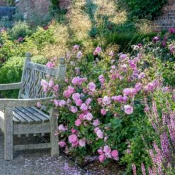 'Harlow Carr' Rosa X 'Harlow Carr' (Engelsk Rose) A-Kvalitet,- Barrods Roser Min. 3 Grene 17 'Harlow Carr' Rosa X 'Harlow Carr' (Engelsk Rose) A-Kvalitet,- Barrods Roser Min. 3 Grene -Planter Salgsbutik p5364 53026 rosa x harlow carr engelsk rose f501