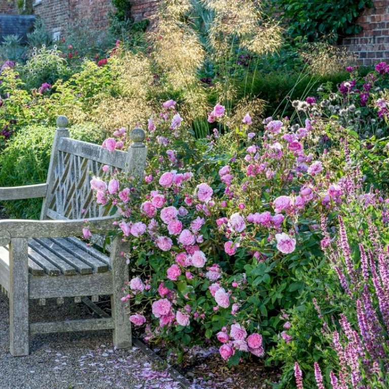 'Harlow Carr' Rosa X 'Harlow Carr' (Engelsk Rose) A-Kvalitet,- Barrods Roser Min. 3 Grene 8 'Harlow Carr' Rosa X 'Harlow Carr' (Engelsk Rose) A-Kvalitet,- Barrods Roser Min. 3 Grene - Image 6