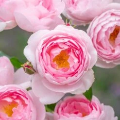 'Scepter'd Isle'™ Rosa X 'Scepter'd Isle'™ (Engelsk Rose) A-Kvalitet,- Barrods Roser Min. 3 Grene