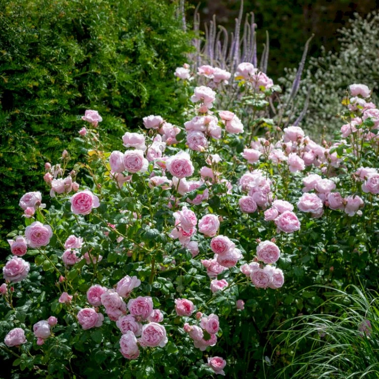 'Scepter'd Isle'™ Rosa X 'Scepter'd Isle'™ (Engelsk Rose) A-Kvalitet,- Barrods Roser Min. 3 Grene 5 'Scepter'd Isle'™ Rosa X 'Scepter'd Isle'™ (Engelsk Rose) A-Kvalitet,- Barrods Roser Min. 3 Grene - Image 3
