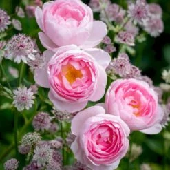 'Scepter'd Isle'™ Rosa X 'Scepter'd Isle'™ (Engelsk Rose) A-Kvalitet,- Barrods Roser Min. 3 Grene 14 'Scepter'd Isle'™ Rosa X 'Scepter'd Isle'™ (Engelsk Rose) A-Kvalitet,- Barrods Roser Min. 3 Grene -Planter Salgsbutik p5382 53116 rosa x scepter d isle engelsk rose 5319