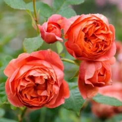'Summer Song'™ Rosa X 'Summer Song'™ (Engelsk Rose) A-Kvalitet,- Barrods Roser Min. 3 Grene