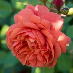 'Summer Song'™ Rosa X 'Summer Song'™ (Engelsk Rose) A-Kvalitet,- Barrods Roser Min. 3 Grene 12 'Summer Song'™ Rosa X 'Summer Song'™ (Engelsk Rose) A-Kvalitet,- Barrods Roser Min. 3 Grene -Planter Salgsbutik p5388 53136 rosa x summer song engelsk rose 5fe9