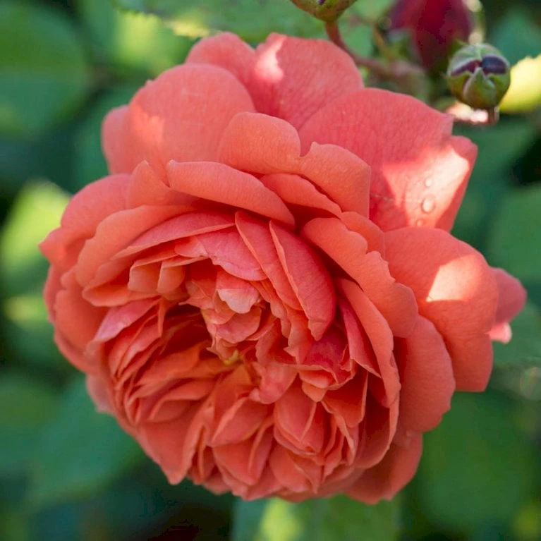 'Summer Song'™ Rosa X 'Summer Song'™ (Engelsk Rose) A-Kvalitet,- Barrods Roser Min. 3 Grene 5 'Summer Song'™ Rosa X 'Summer Song'™ (Engelsk Rose) A-Kvalitet,- Barrods Roser Min. 3 Grene - Image 3