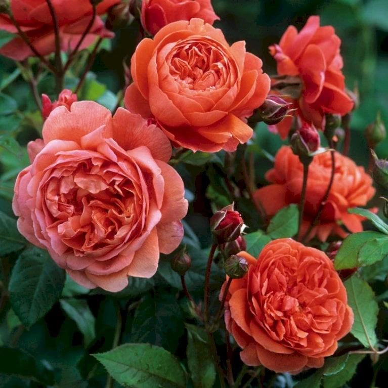 'Summer Song'™ Rosa X 'Summer Song'™ (Engelsk Rose) A-Kvalitet,- Barrods Roser Min. 3 Grene 6 'Summer Song'™ Rosa X 'Summer Song'™ (Engelsk Rose) A-Kvalitet,- Barrods Roser Min. 3 Grene - Image 4