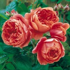'Summer Song'™ Rosa X 'Summer Song'™ (Engelsk Rose) A-Kvalitet,- Barrods Roser Min. 3 Grene 15 'Summer Song'™ Rosa X 'Summer Song'™ (Engelsk Rose) A-Kvalitet,- Barrods Roser Min. 3 Grene -Planter Salgsbutik p5388 53139 rosa x summer song engelsk rose 7e85
