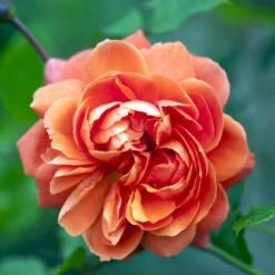 'Summer Song'™ Rosa X 'Summer Song'™ (Engelsk Rose) A-Kvalitet,- Barrods Roser Min. 3 Grene 16 'Summer Song'™ Rosa X 'Summer Song'™ (Engelsk Rose) A-Kvalitet,- Barrods Roser Min. 3 Grene -Planter Salgsbutik p5388 53140 rosa x summer song engelsk rose 2953