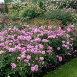 'The Mayflower' Rosa X 'The Mayflower' (Engelsk Rose) A-Kvalitet,- Barrods Roser Min. 3 Grene