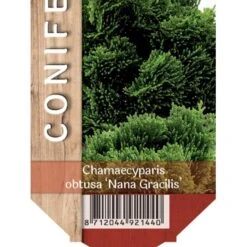 Planter Salgsbutik 37 Solcypres 'Nana Gracilis' Chamaecyparis Obtusa 'Nana Gracilis' Potte 2,0 Liter,- 12-15 Cm.