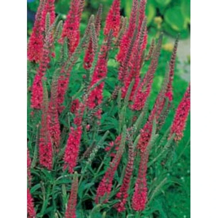 Aks Ærenpris 'Rotfuchs' Veronica Spicata 'Rotfuchs' 1 Liter Potte 3 Aks Ærenpris 'Rotfuchs' Veronica Spicata 'Rotfuchs' 1 Liter Potte