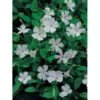 Vintergrøn 'Alba' Vinca Minor 'Alba' 10 Cm. Potte 2 Vintergrøn 'Alba' Vinca Minor 'Alba' 10 Cm. Potte -Planter Salgsbutik p5686 4224 vinca minor alba 4f73