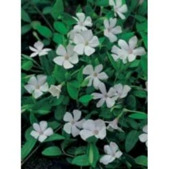 Vintergrøn 'Alba' Vinca Minor 'Alba' 10 Cm. Potte