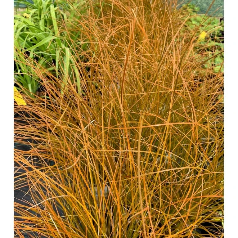 Star 'Prairie Fire' Carex Testacea 'Prairie Fire' Potte 2 Liter. 4 Star 'Prairie Fire' Carex Testacea 'Prairie Fire' Potte 2 Liter. - Image 3