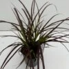 Lampepudsergræs 'Rubrum' Pennisetum Advena 'Rubrum' Potte 2 Liter. -Planter Salgsbutik p5727 34168 pennisetum advena rubrum 3efb