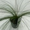 Fjergræs 'Pony Tails' Stipa Tenuissima 'Pony Tails' Potte 2 Liter. 2 Fjergræs 'Pony Tails' Stipa Tenuissima 'Pony Tails' Potte 2 Liter. -Planter Salgsbutik p5730 34179 stipa tenuissima pony tails 093f