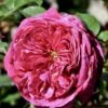 'Natalie™ Renaissance'® Rosa X 'Natalie™ Renaissance'® (Renaissancerose) A-Kvalitet,- Barrods Roser Min. 3 Grene 2 'Natalie™ Renaissance'® Rosa X 'Natalie™ Renaissance'® (Renaissancerose) A-Kvalitet,- Barrods Roser Min. 3 Grene -Planter Salgsbutik p5910 52180 rosa x natalie renaissance renaissancerose 7c70