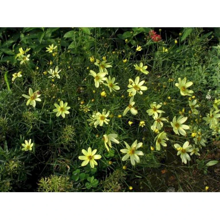 Skønhedsøje 'Moonbeam' Coreopsis Verticillata 'Moonbeam' 1 Liter Potte 3 Skønhedsøje 'Moonbeam' Coreopsis Verticillata 'Moonbeam' 1 Liter Potte