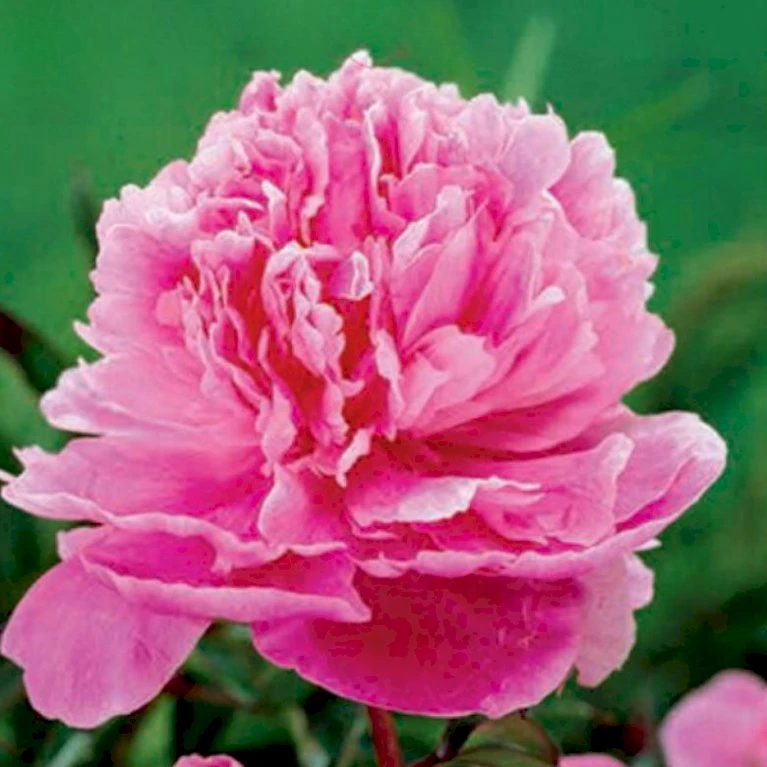 Silkepæon 'Dr. Alexander Fleming' Paeonia Lactiflora 'Dr. Alexander Fleming' 3,0 Liter Potte 3 Silkepæon 'Dr. Alexander Fleming' Paeonia Lactiflora 'Dr. Alexander Fleming' 3,0 Liter Potte