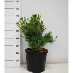Penselfyr 'Negishi' Pinus Parviflora 'Negishi' Potte 12 Liter,- 40-60 Cm.