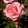 'Elaine Paige'™ Rosa X 'Elaine Paige'™ (Storblomstrende) A-Kvalitet,- Barrods Roser Min. 3 Grene 1 'Elaine Paige'™ Rosa X 'Elaine Paige'™ (Storblomstrende) A-Kvalitet,- Barrods Roser Min. 3 Grene -Planter Salgsbutik p7386 51254 rosa x elaine paige storblomstrende 1445