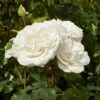 'Claus Dalby'™ Rosa X 'Claus Dalby'™ (Storblomstrende) A-Kvalitet,- Barrods Roser Min. 3 Grene 2 'Claus Dalby'™ Rosa X 'Claus Dalby'™ (Storblomstrende) A-Kvalitet,- Barrods Roser Min. 3 Grene -Planter Salgsbutik p7485 51232 rosa x claus dalby storblomstrende 39a2