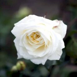 'Claus Dalby'™ Rosa X 'Claus Dalby'™ (Storblomstrende) A-Kvalitet,- Barrods Roser Min. 3 Grene 13 'Claus Dalby'™ Rosa X 'Claus Dalby'™ (Storblomstrende) A-Kvalitet,- Barrods Roser Min. 3 Grene -Planter Salgsbutik p7485 51233 rosa x claus dalby storblomstrende a885