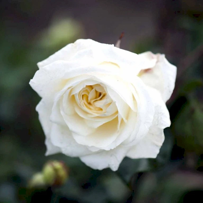 'Claus Dalby'™ Rosa X 'Claus Dalby'™ (Storblomstrende) A-Kvalitet,- Barrods Roser Min. 3 Grene 5 'Claus Dalby'™ Rosa X 'Claus Dalby'™ (Storblomstrende) A-Kvalitet,- Barrods Roser Min. 3 Grene - Image 3