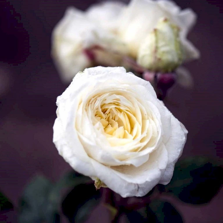 'Claus Dalby'™ Rosa X 'Claus Dalby'™ (Storblomstrende) A-Kvalitet,- Barrods Roser Min. 3 Grene 6 'Claus Dalby'™ Rosa X 'Claus Dalby'™ (Storblomstrende) A-Kvalitet,- Barrods Roser Min. 3 Grene - Image 4