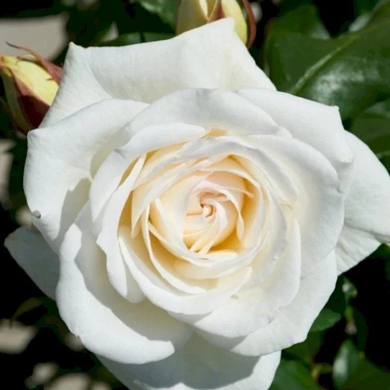 'Claus Dalby'™ Rosa X 'Claus Dalby'™ (Storblomstrende) A-Kvalitet,- Barrods Roser Min. 3 Grene 7 'Claus Dalby'™ Rosa X 'Claus Dalby'™ (Storblomstrende) A-Kvalitet,- Barrods Roser Min. 3 Grene - Image 5